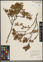 Foto von Salix waldsteiniana Willd.